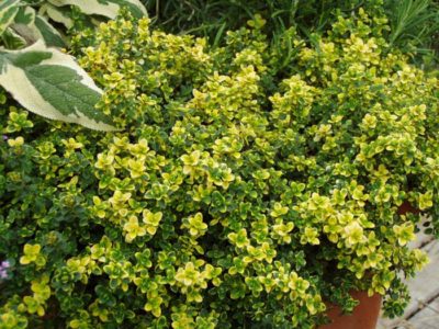 Gold-Thymian