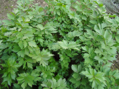 Maggikraut – Liebstöckel