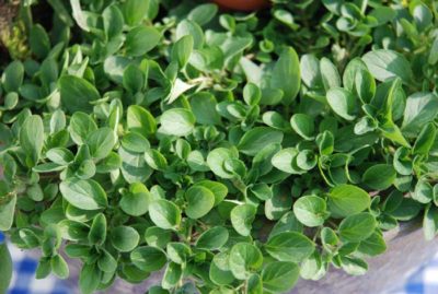 Oregano / Dost