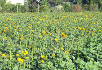 Sonnenblumenfeld