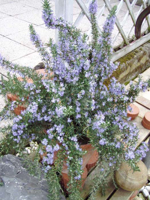 Hängender Rosmarin Gärtnerei Pfitzner Dresden