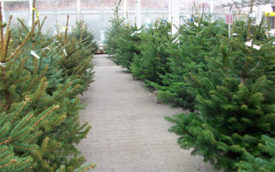 Weihnachtsbäume in Dresden