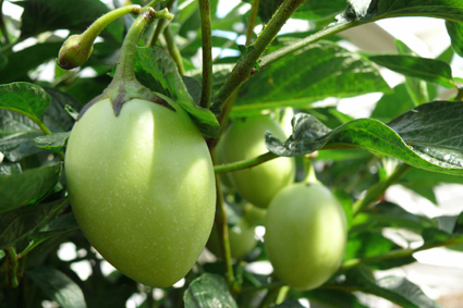 Birnenmelone Pepino, ideal als Topfkultur, Früchte essbar