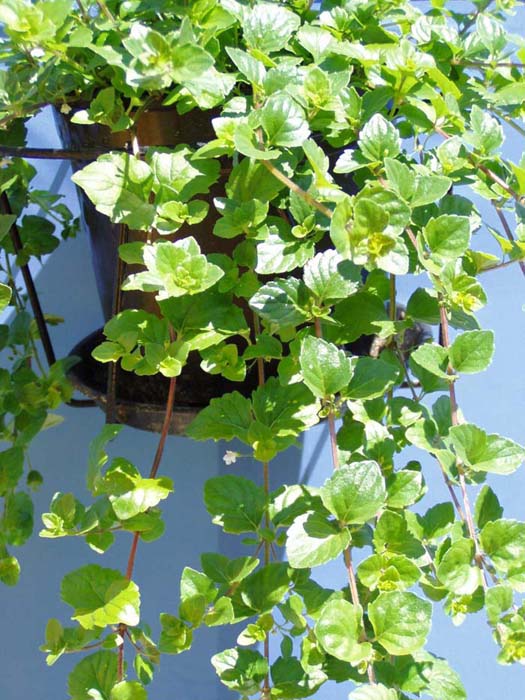 Hängeminze Indian Mint Gärtnerei Pfitzner Dresden