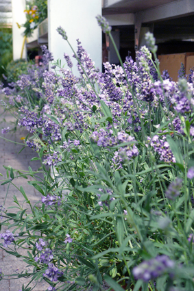 Lavendel, wunderschön im Bauerngarten